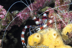 Boxing shrimp by Jose Maria Abad Ortega 